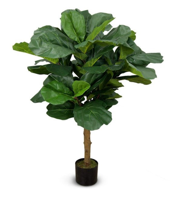Ficus Lyrata sur tronc