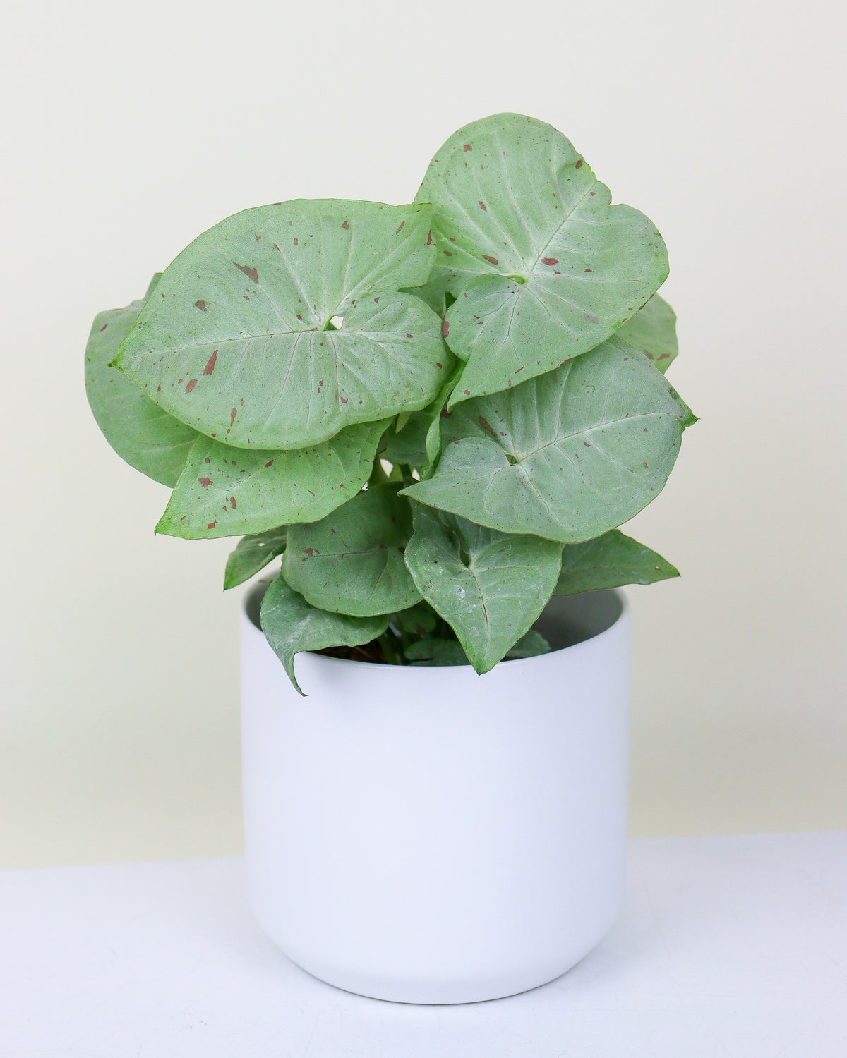 Syngonium « Milk Confetti »