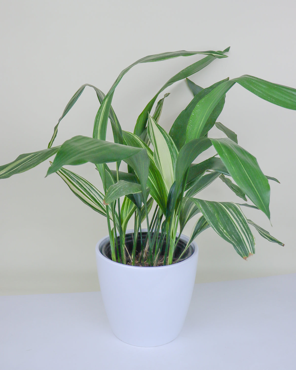 Aspidistra elatior « panache »