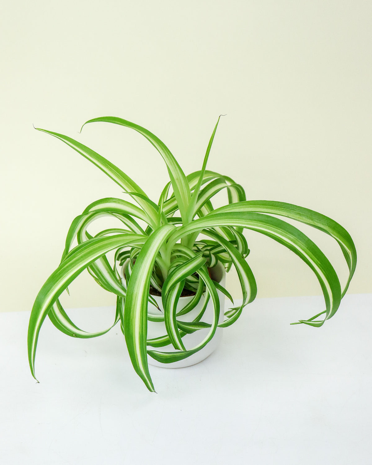 Chlorophytum Assortis