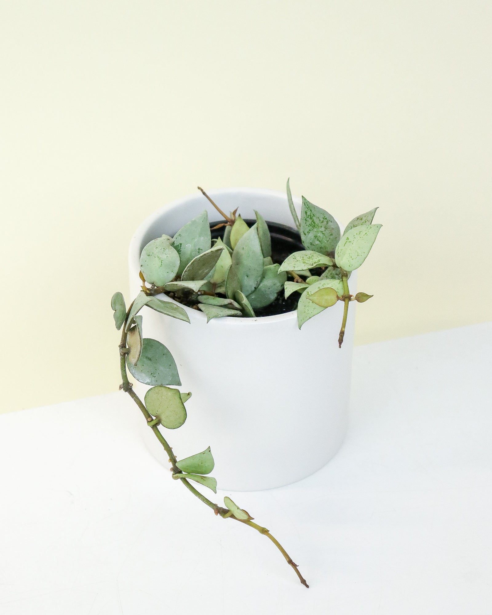 Hoya Krohniana Silver