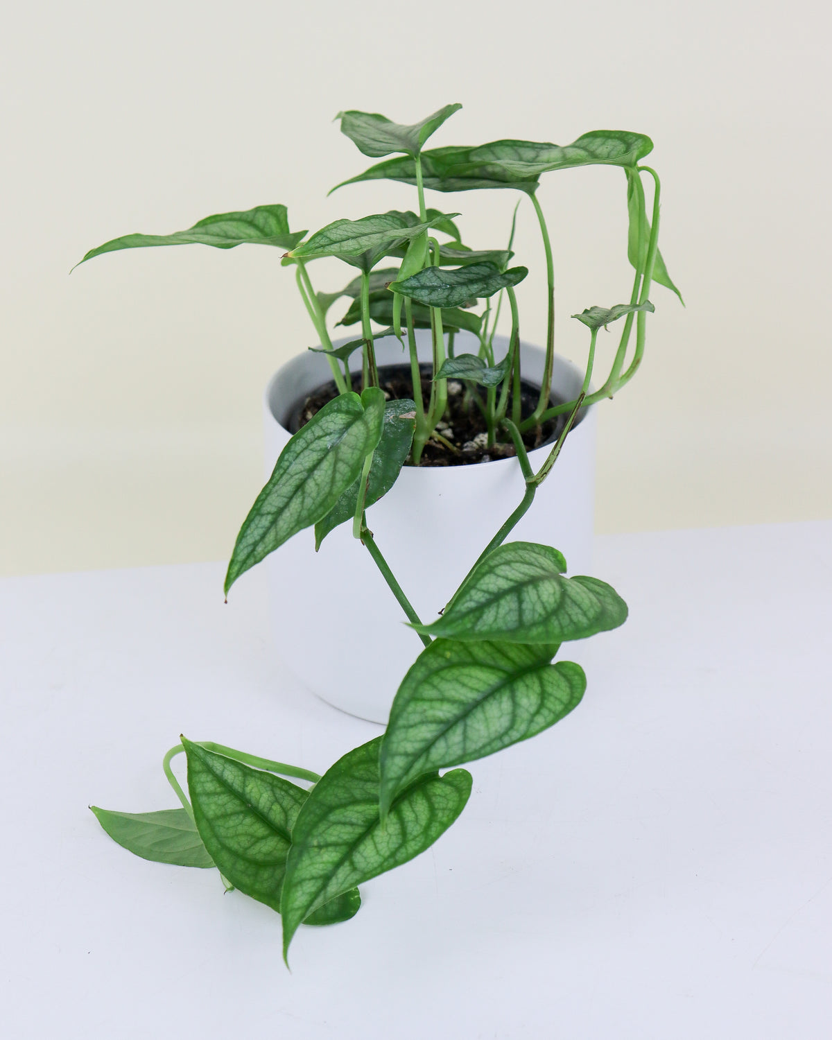 Monstera « Siltepecana »