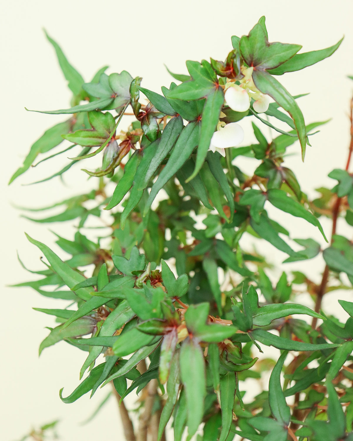 Begonia Partita