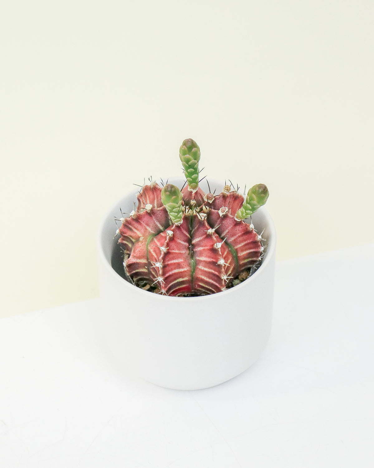 Gymnocalycium mihanovichii ‘T-rex’