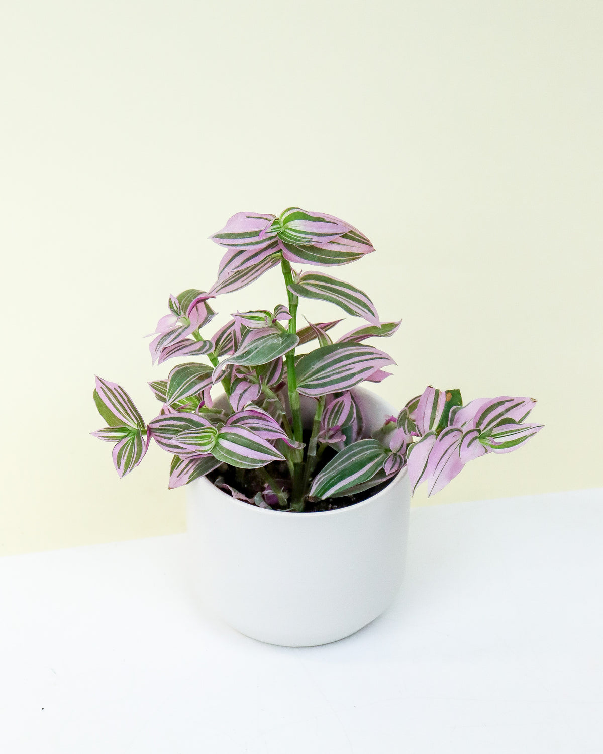 Tradescantia Pink Dragon