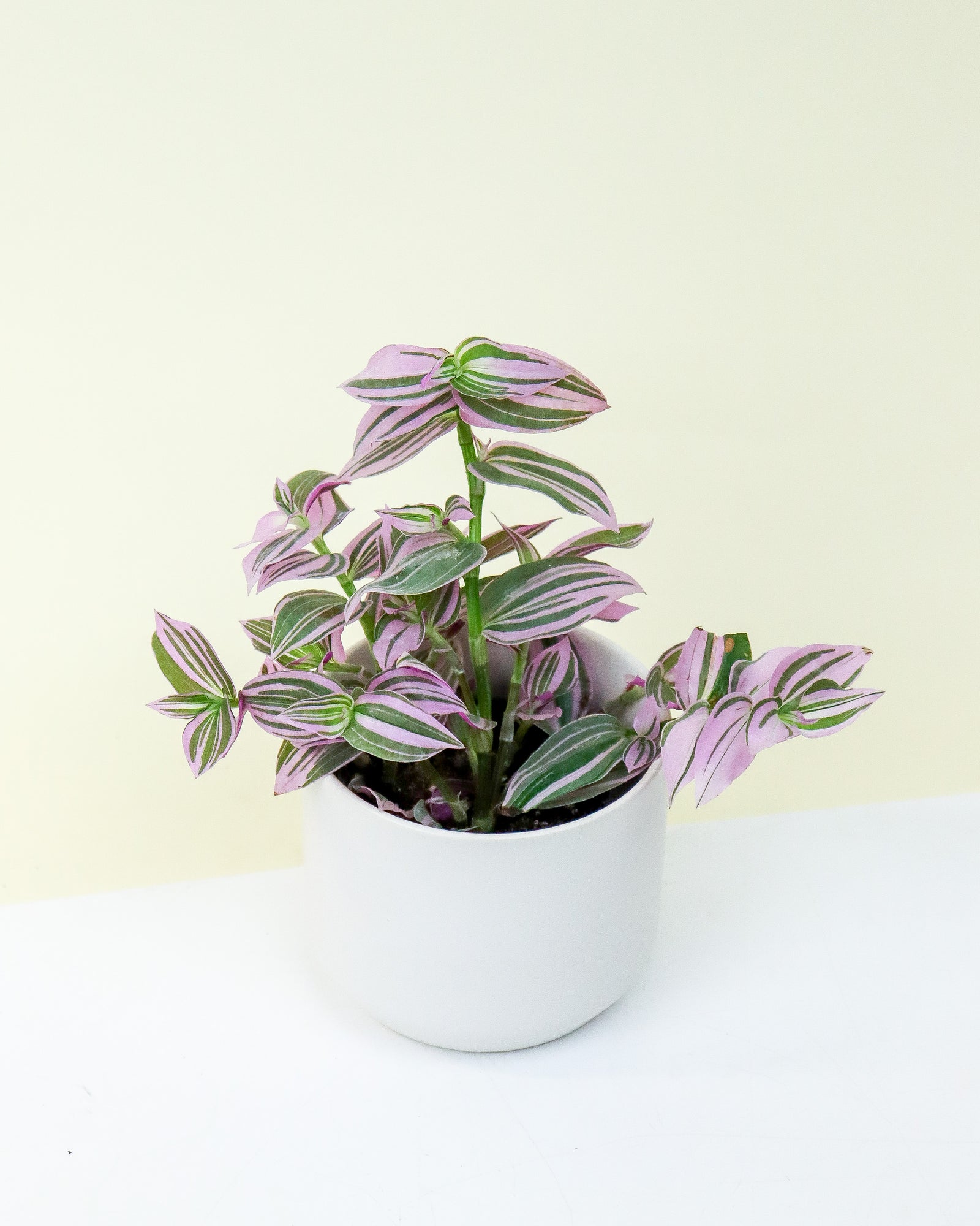Tradescantia Pink Dragon