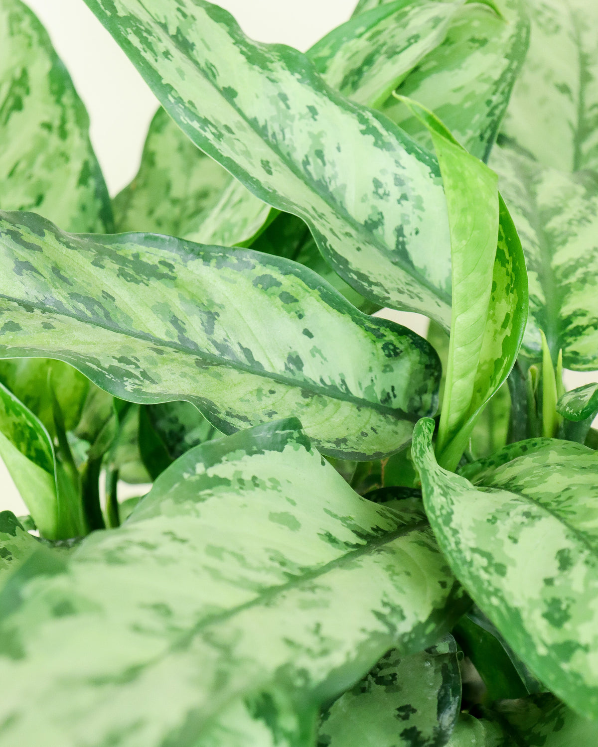 Aglaonema « Indoo Princess »