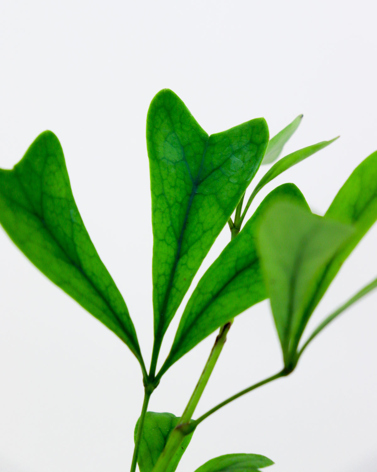 Schefflera « triangularis »