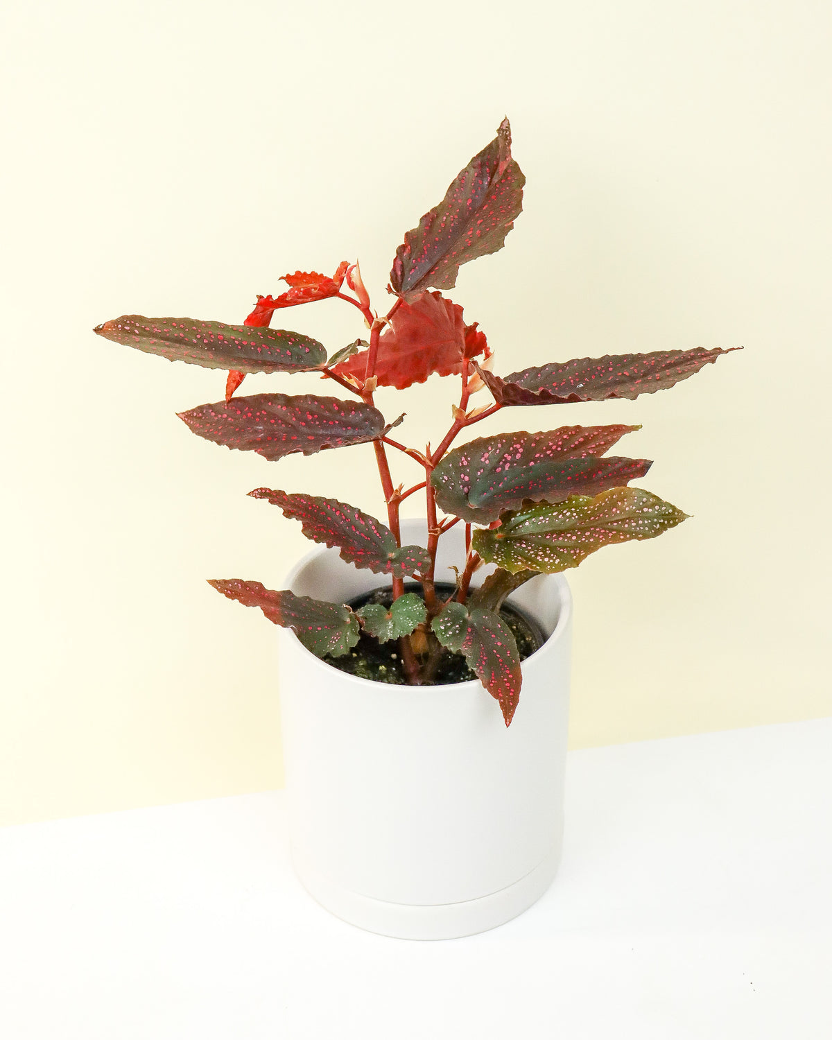 Begonia Benigo Pink