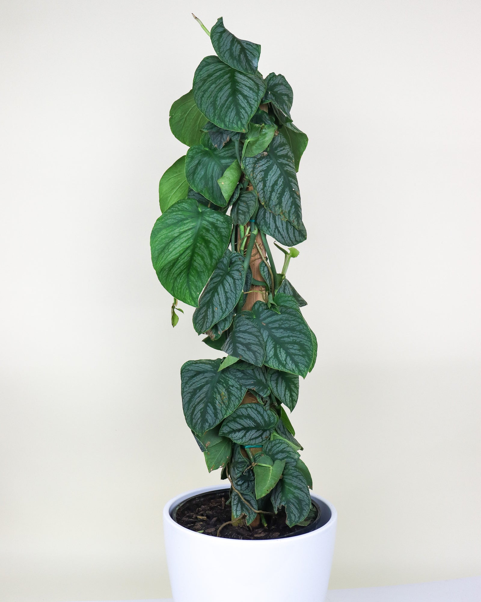Monstera « Dubia »