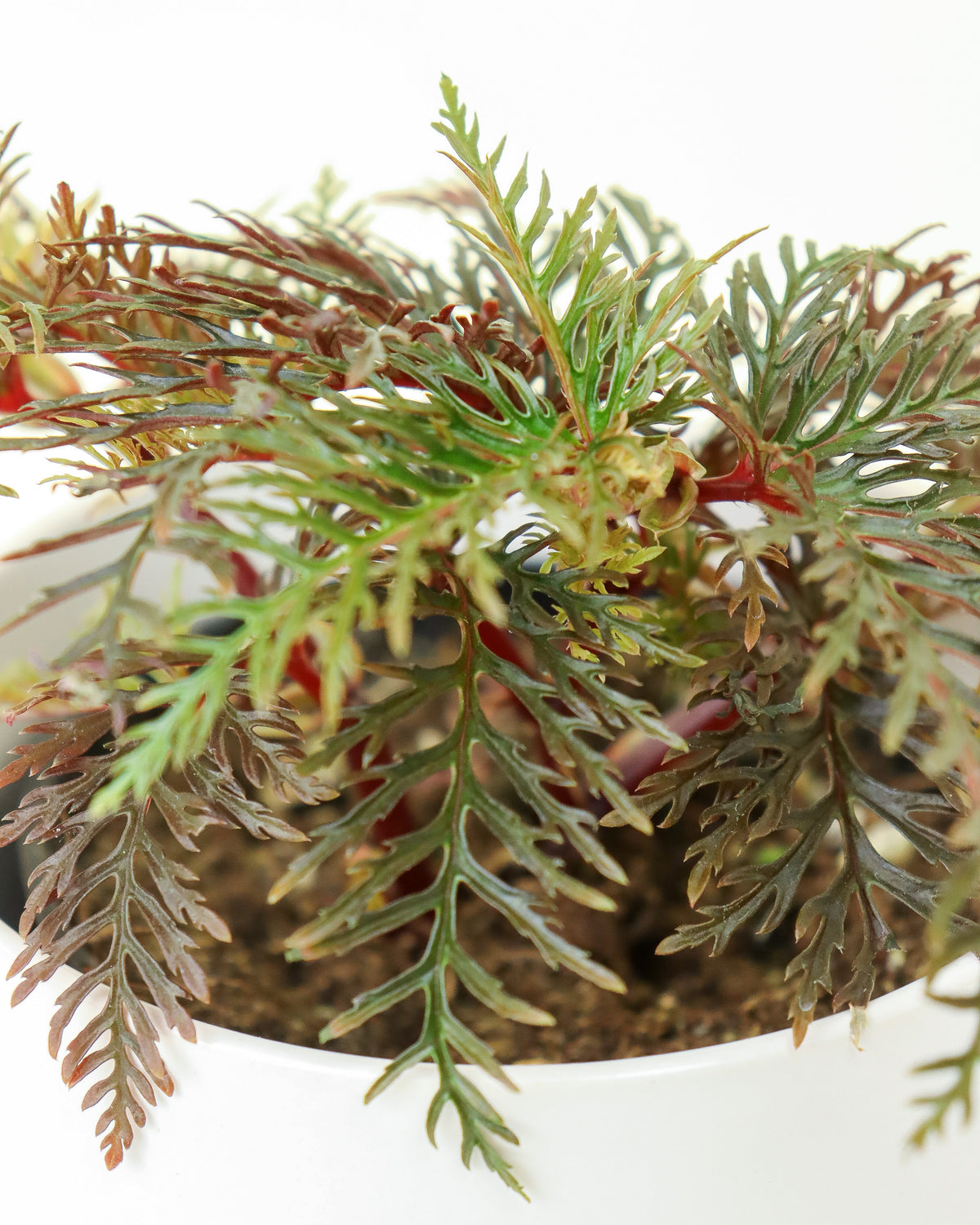 Begonia « Bipinnatifida »