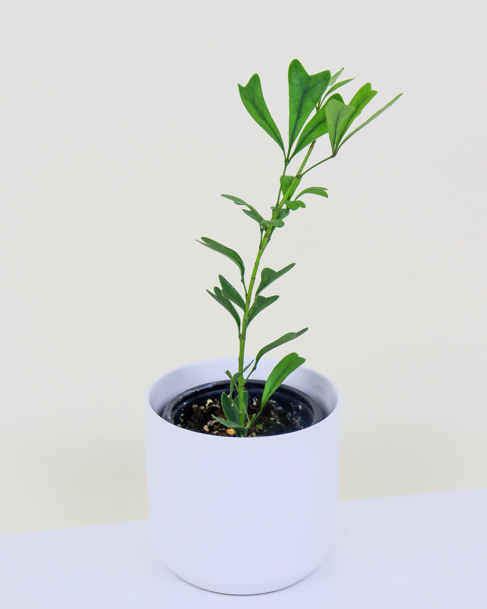 Schefflera « triangularis »