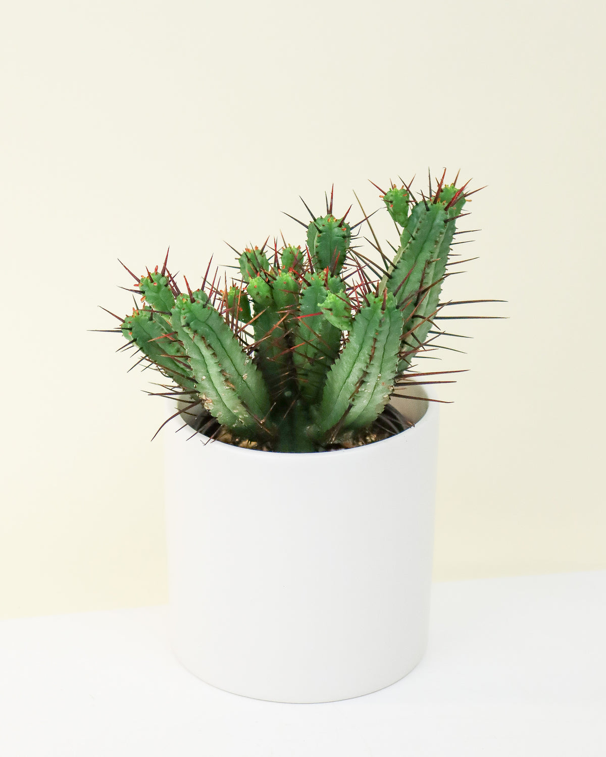 Euphorbia Enopla