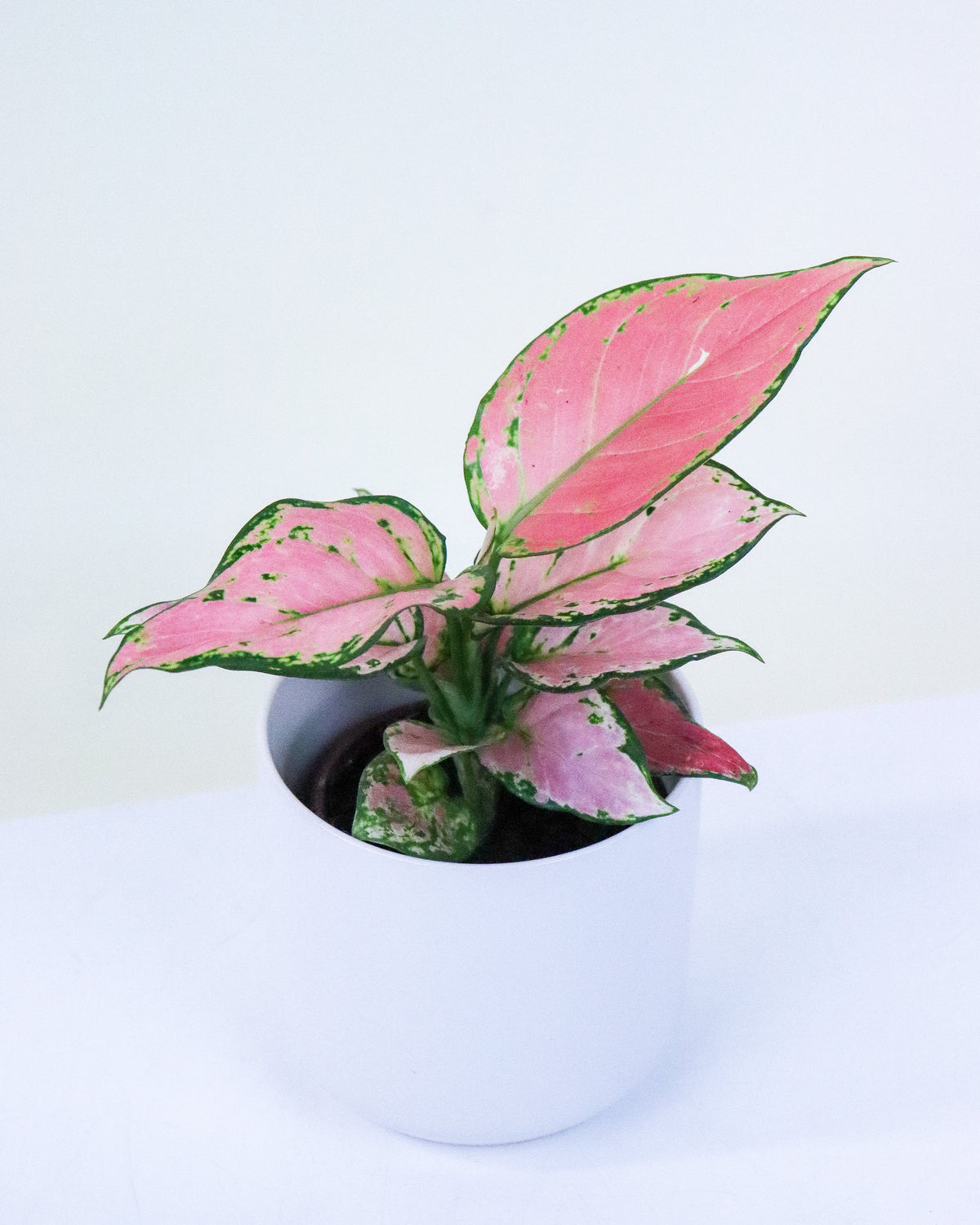 Aglaonema « Pink Wishes »