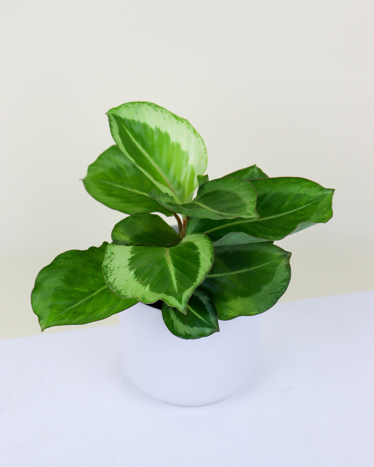 Calathea Bicajoux Gecko