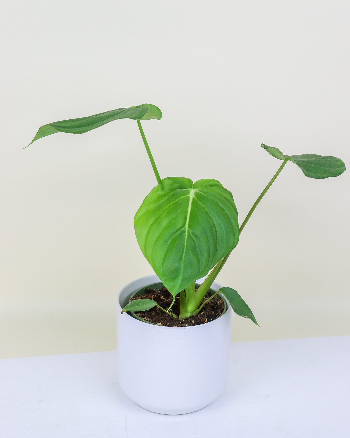 Philodendron « McDowell »