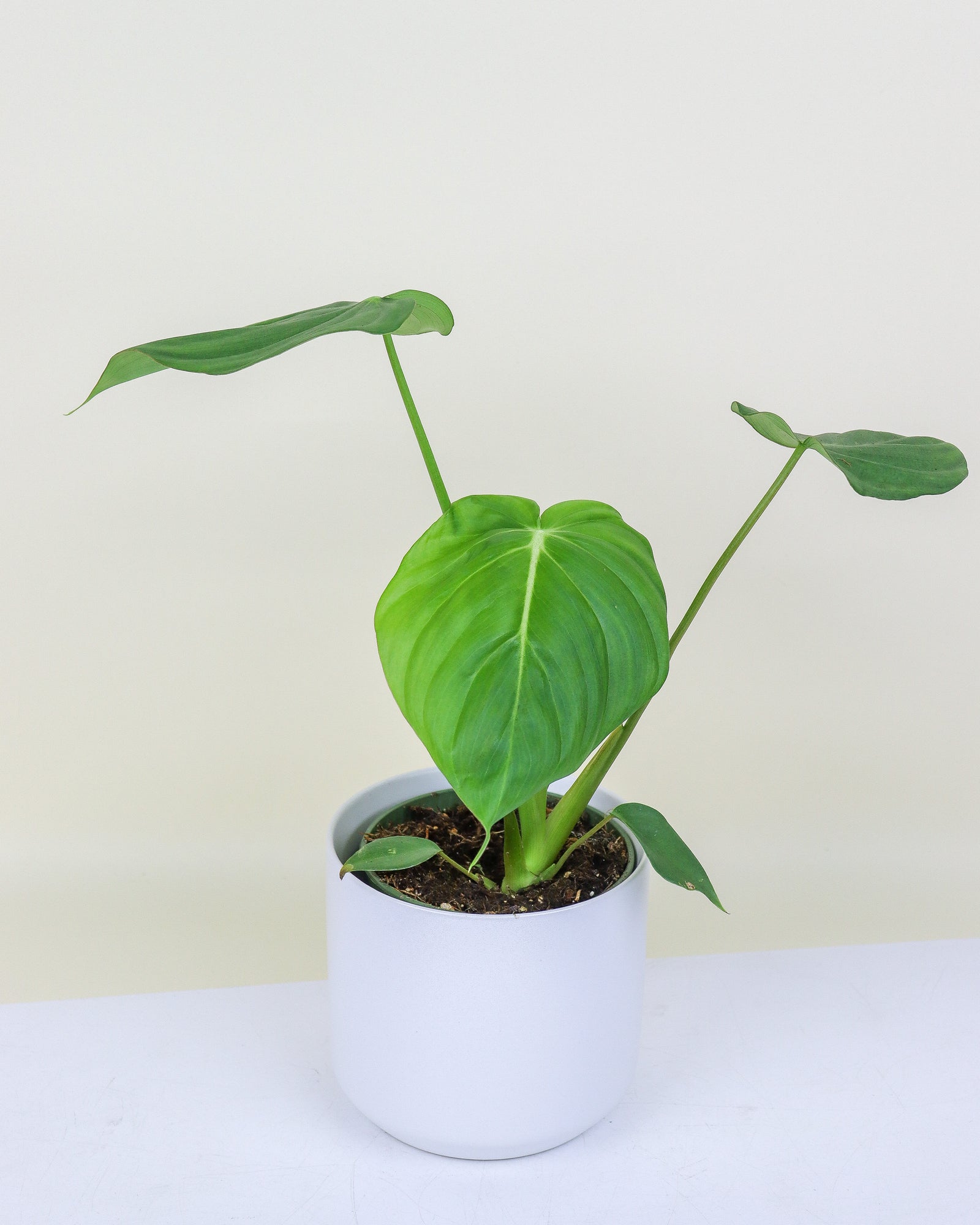 Philodendron « McDowell »