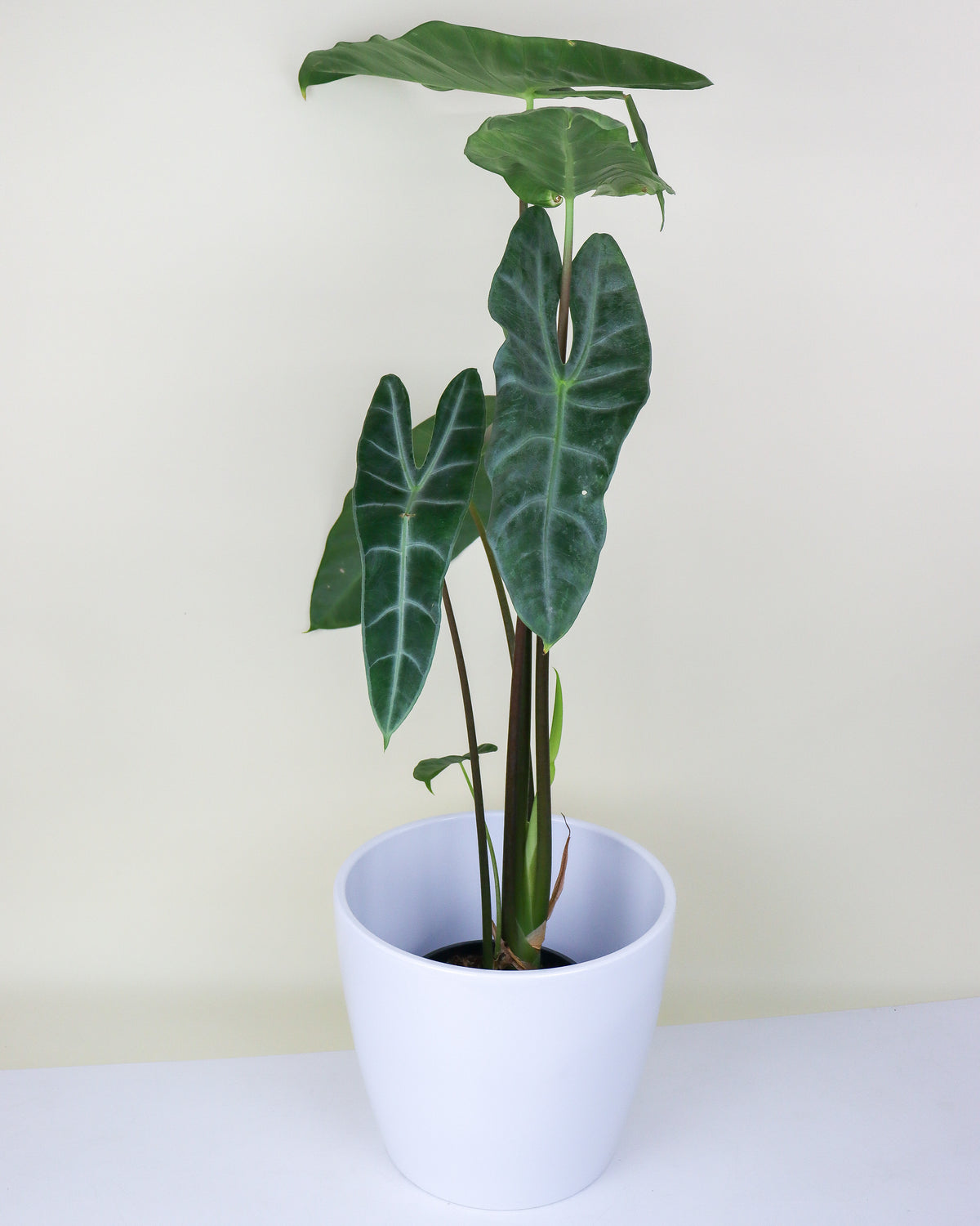 Alocasia Longiloba