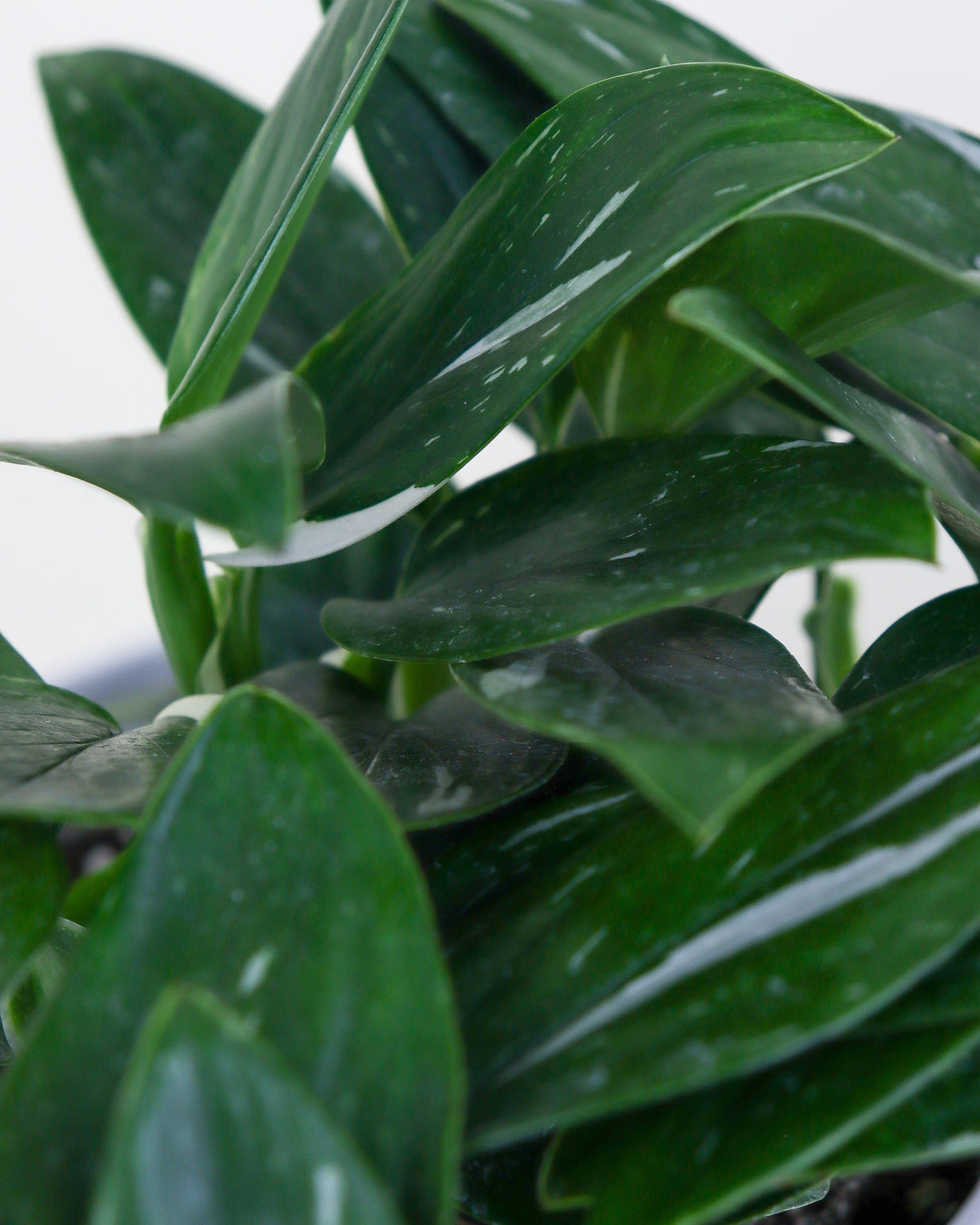 Monstera Standleyana