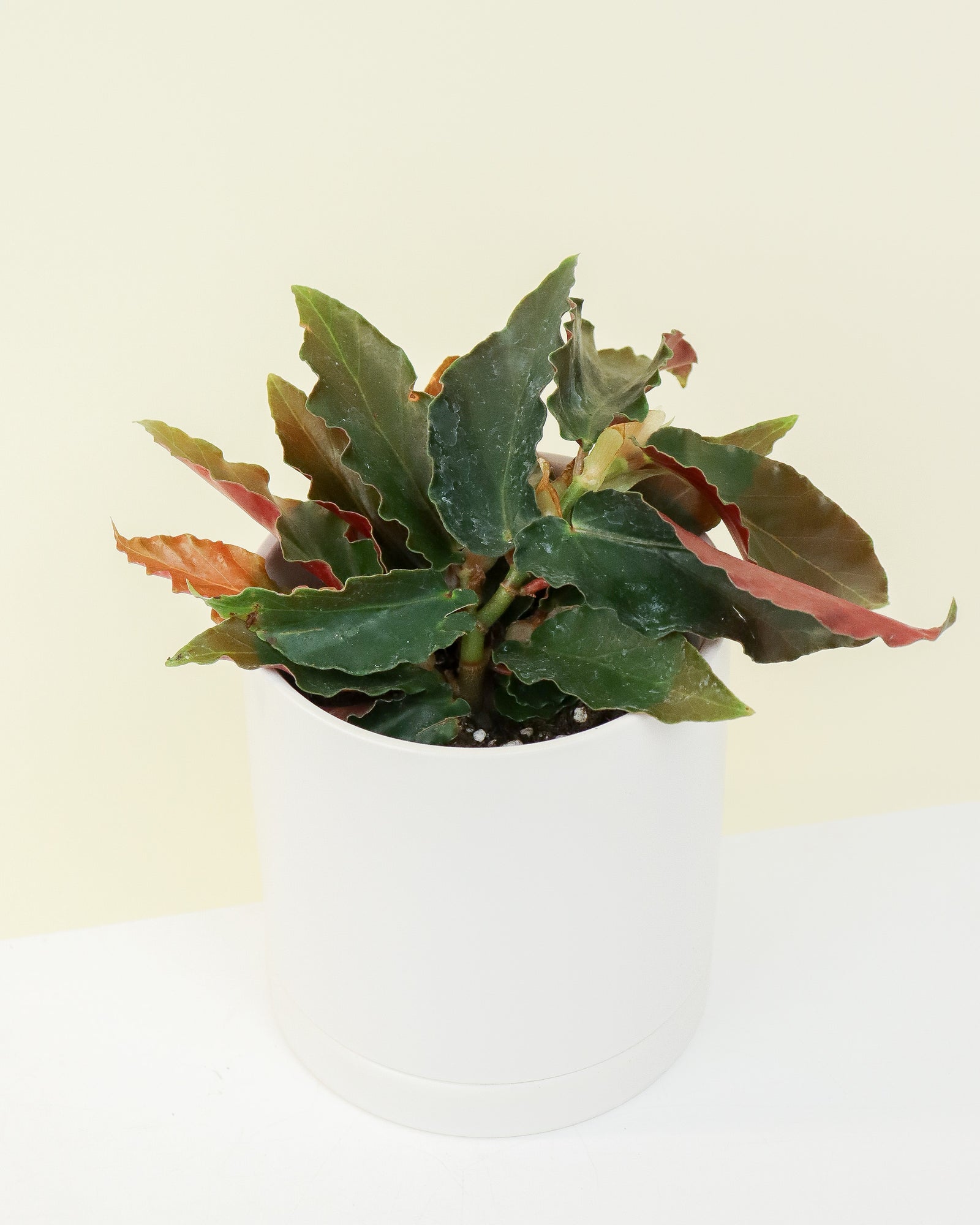Begonia Angel Wing ­­''Torch Pink''