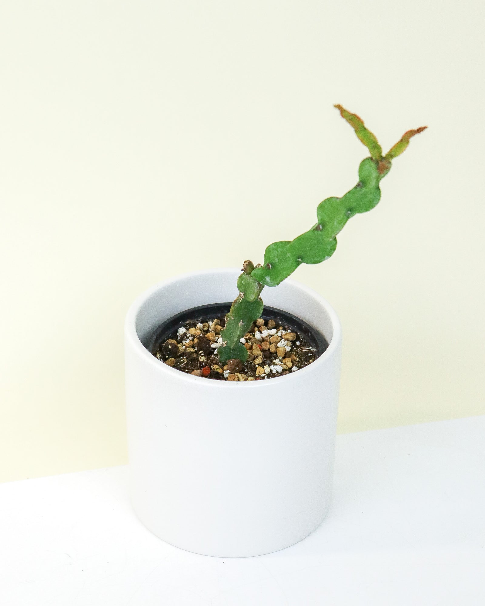 Rhipsalis Paradoxa