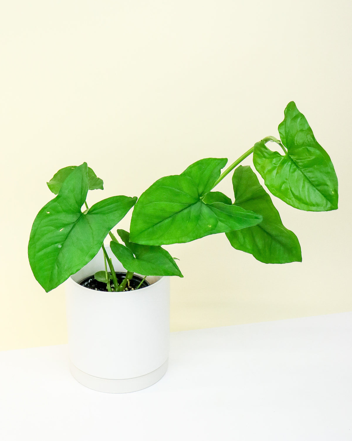 Syngonium Podophyllum