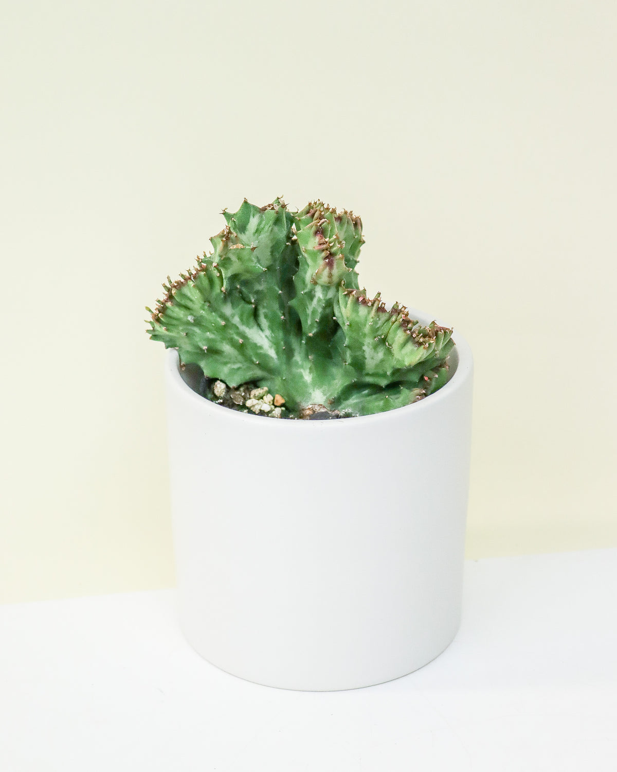 Euphorbia Lactea Cristata