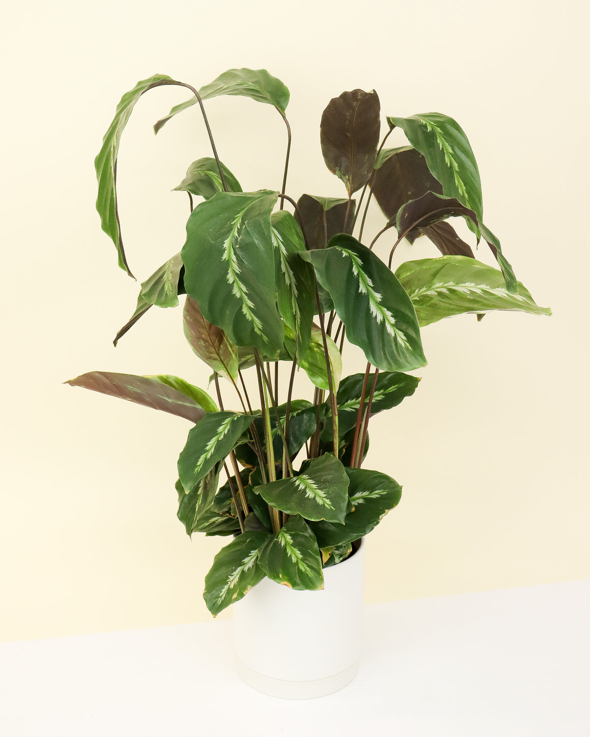Calathea « Mauiqueen »