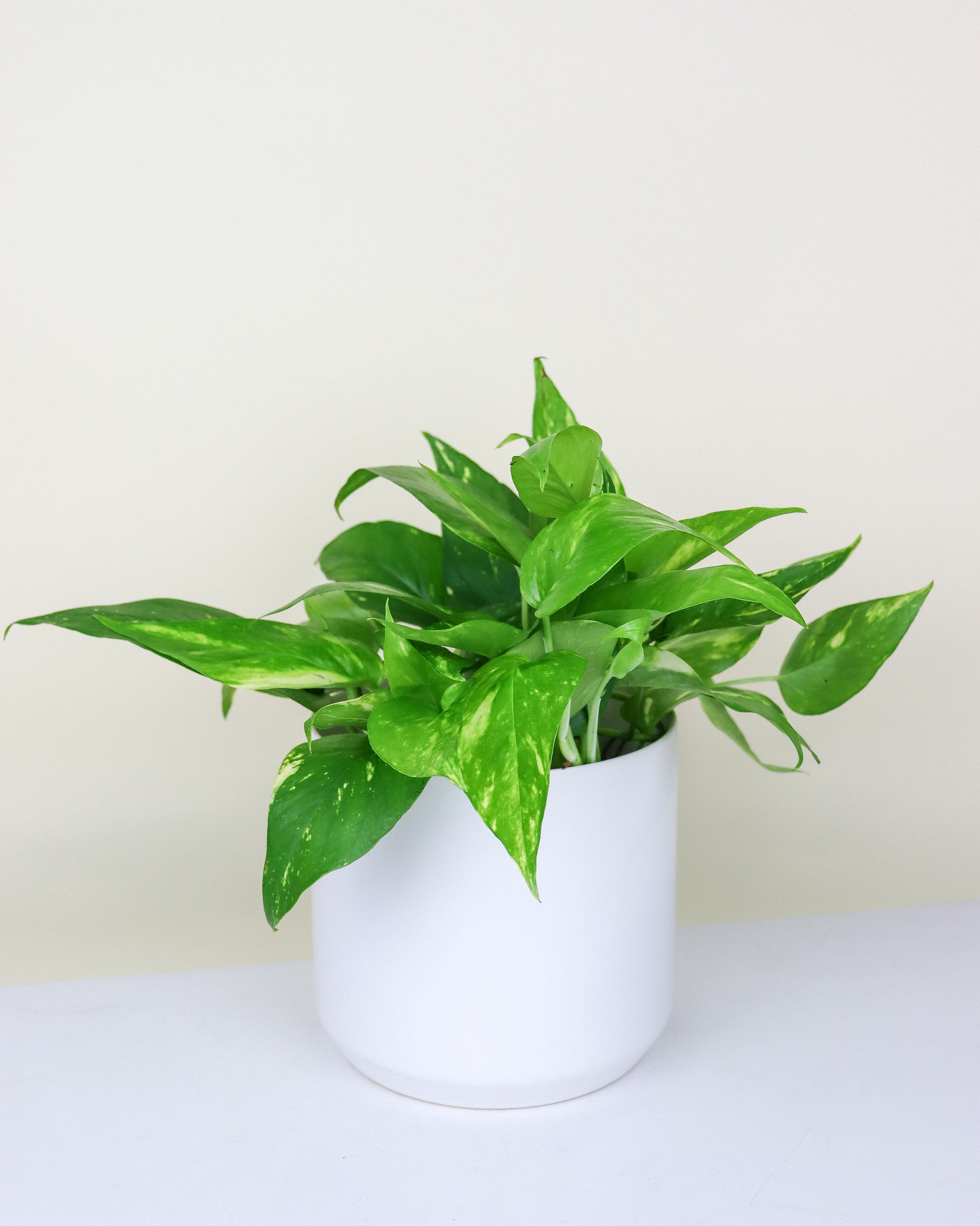 Epipremnum pinnatum « aurea »