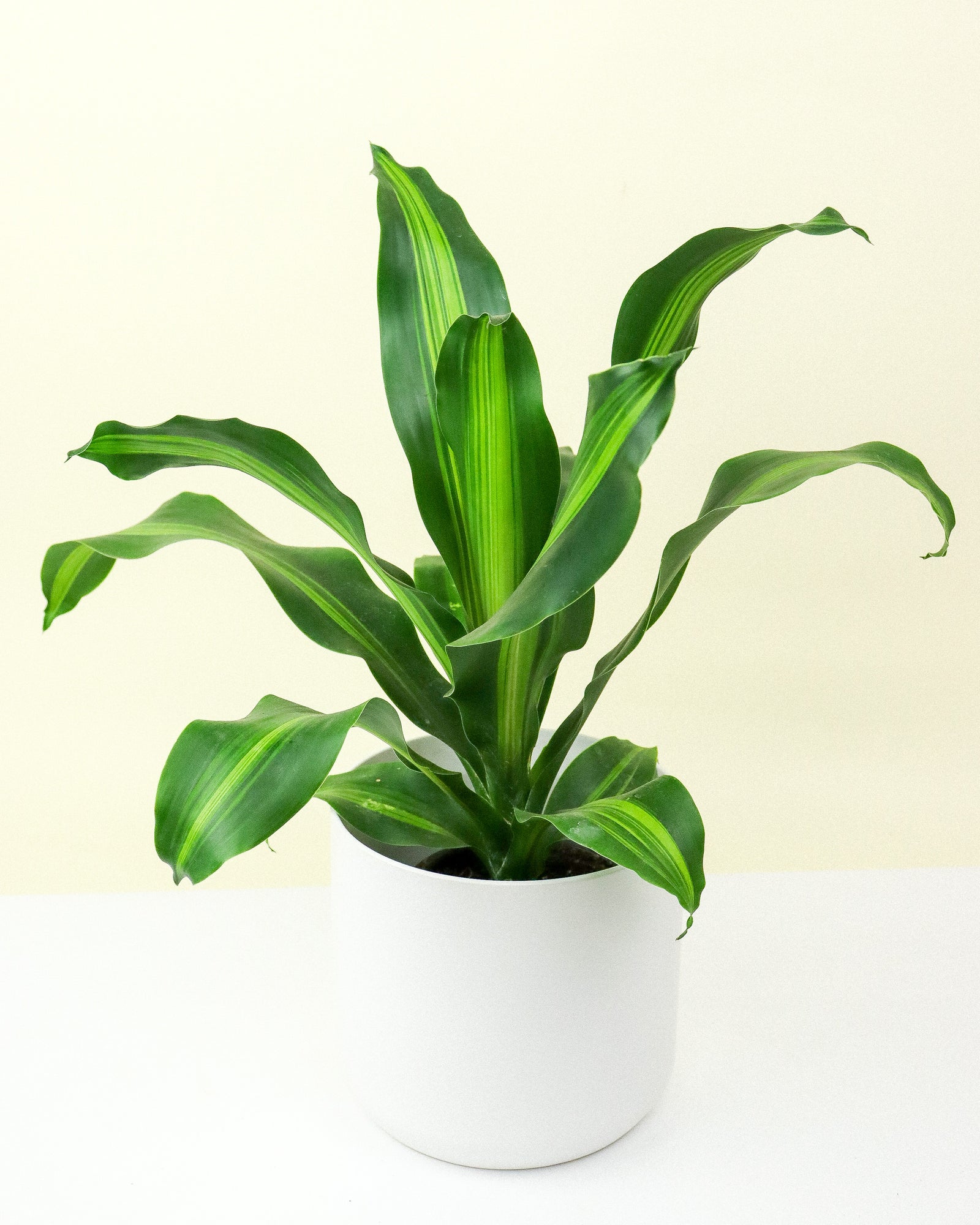 Dracaena « Burley »