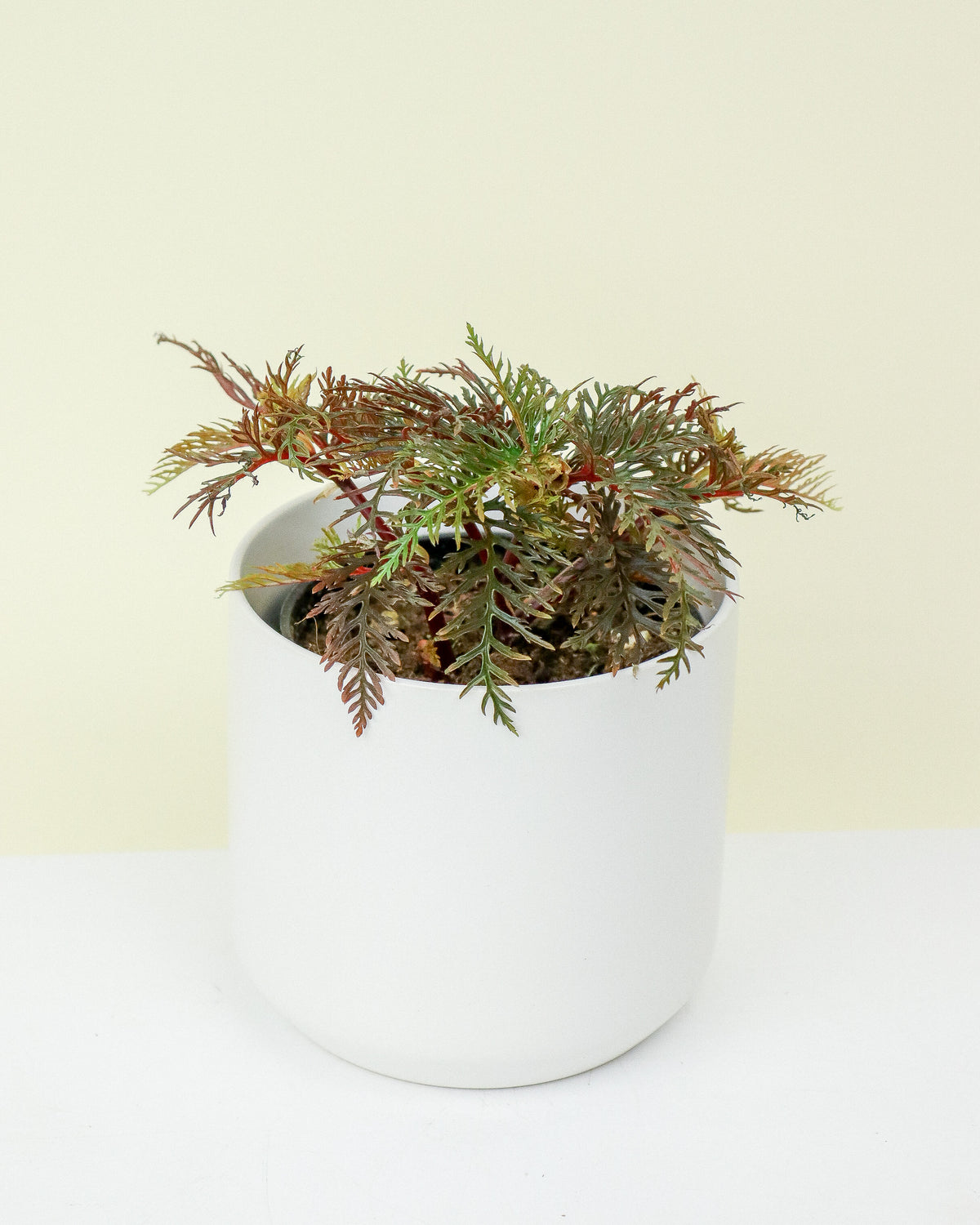 Begonia « Bipinnatifida »