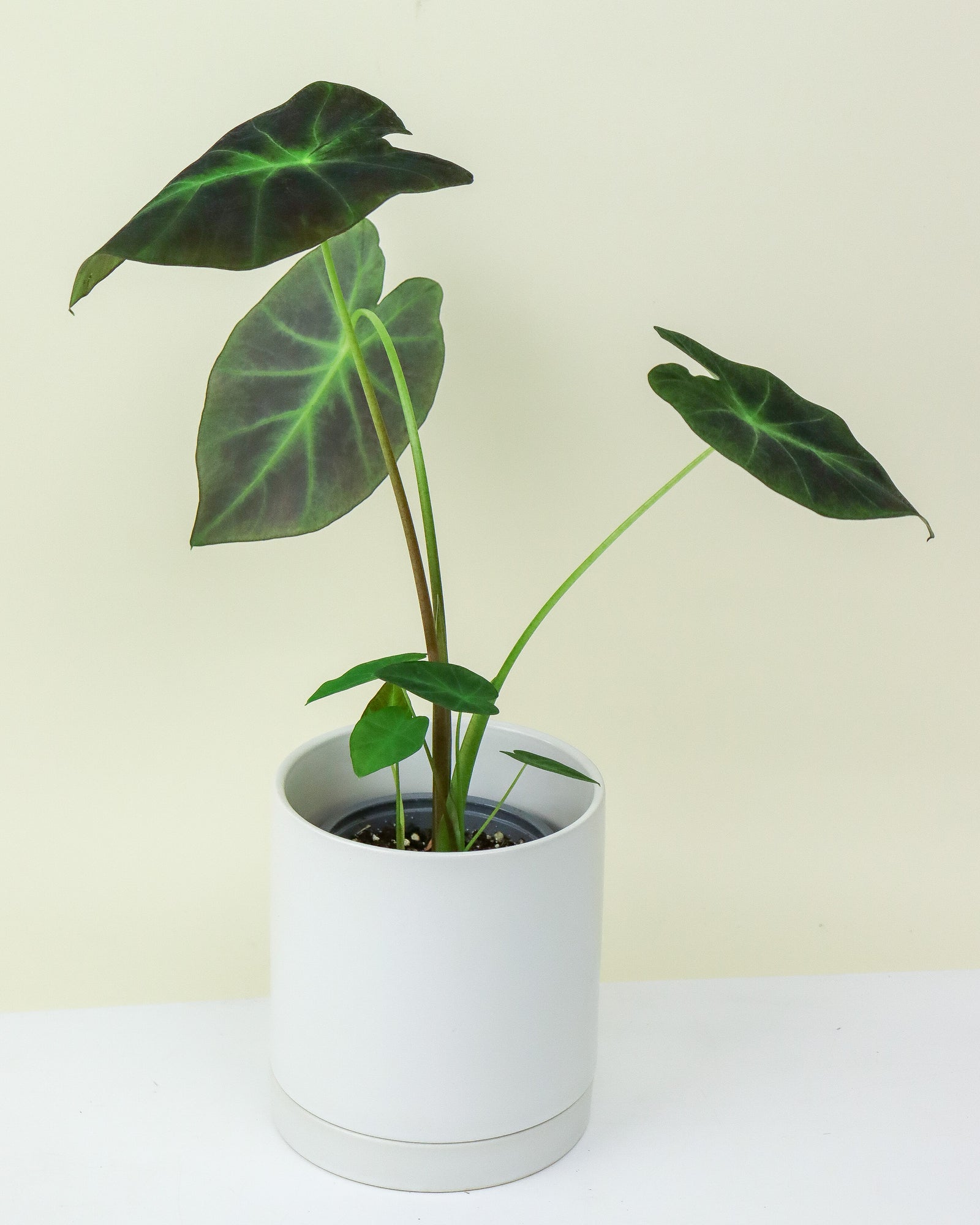 Colocasia « Black Beauty »