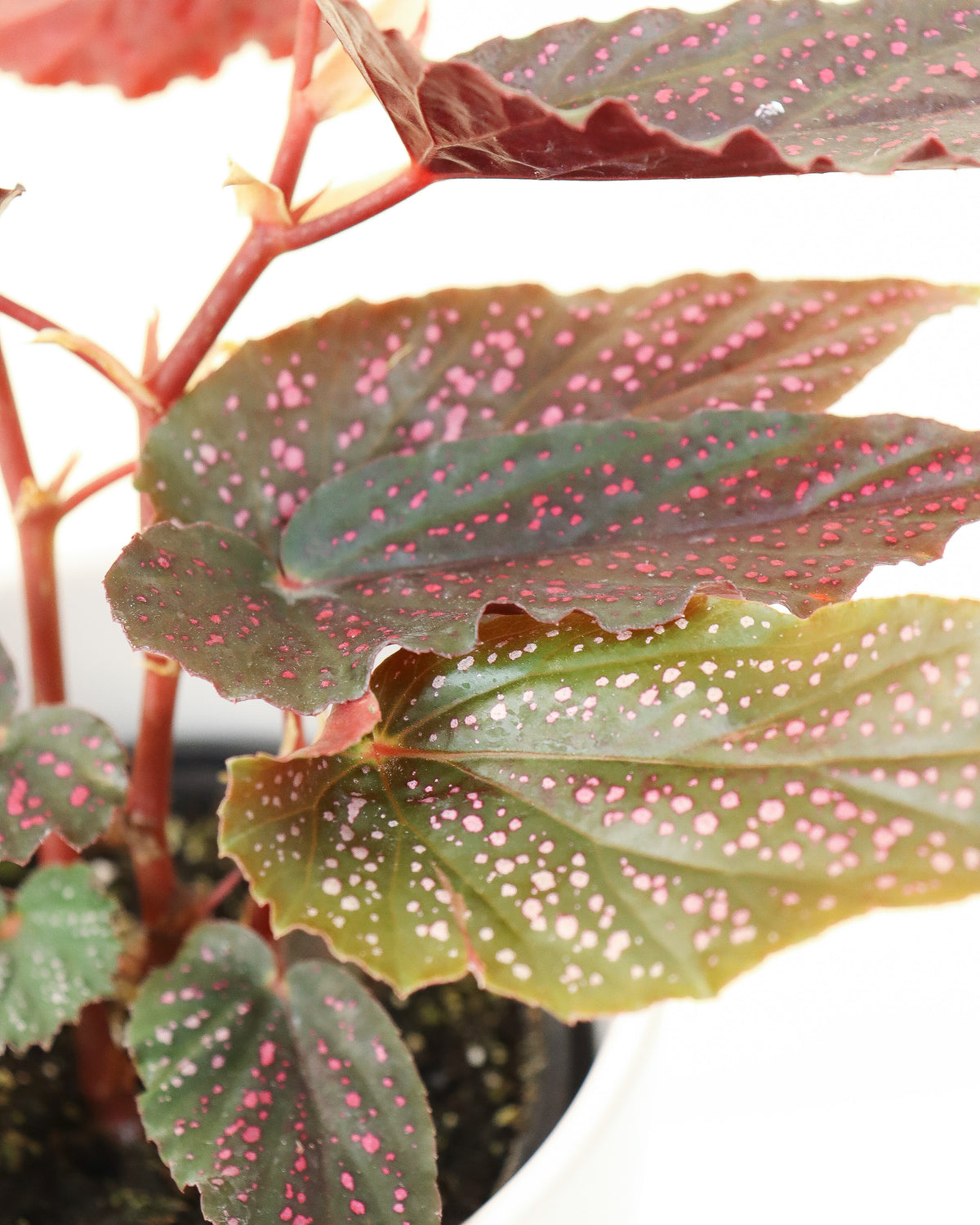Begonia Benigo Pink