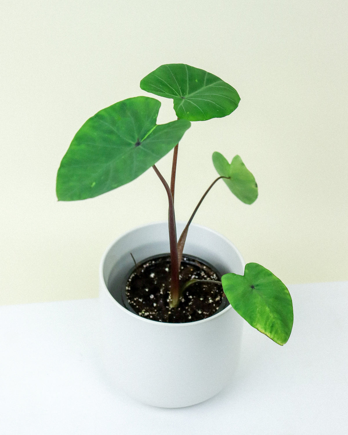 Colocasia Gecko