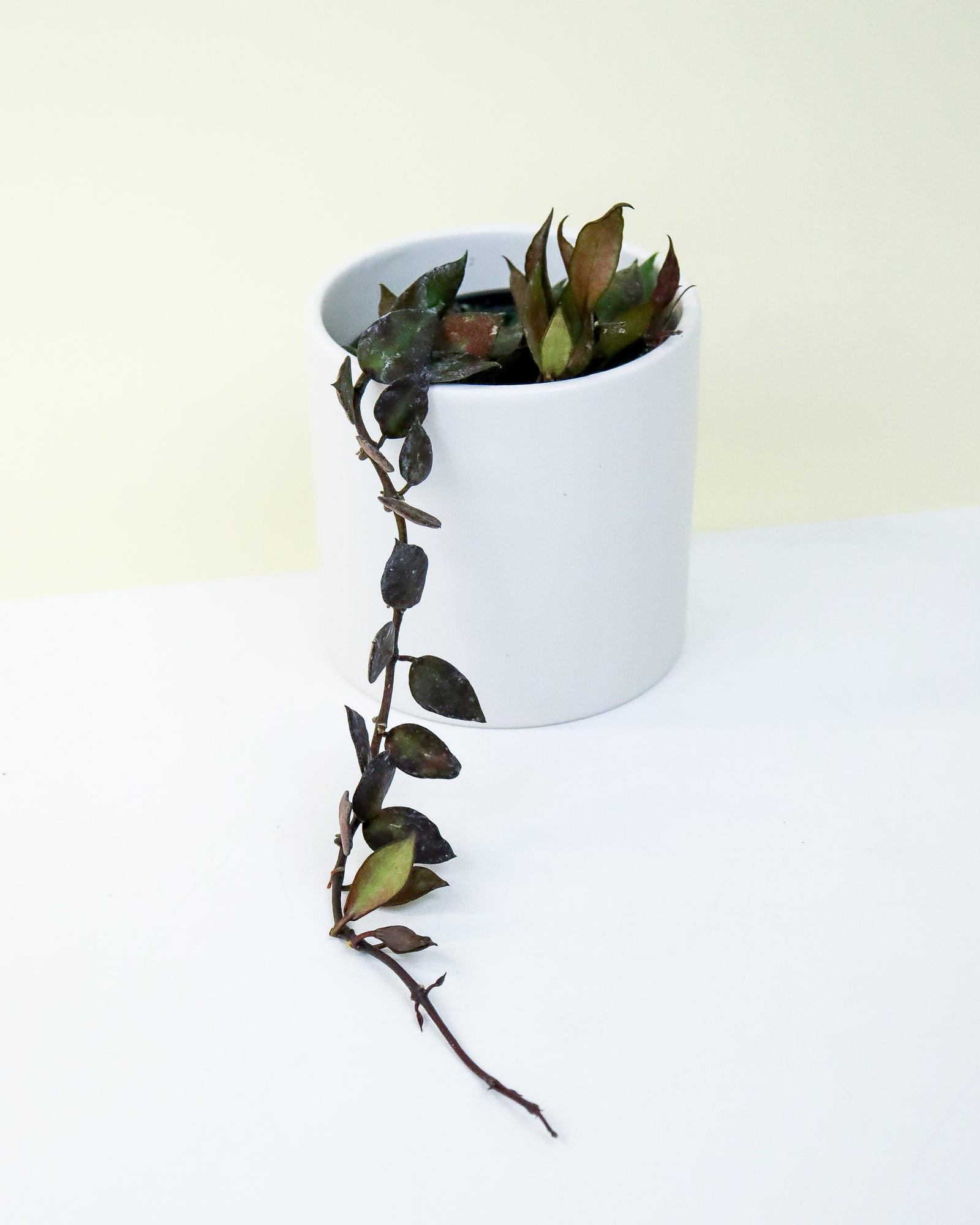 Hoya Krohniana Black