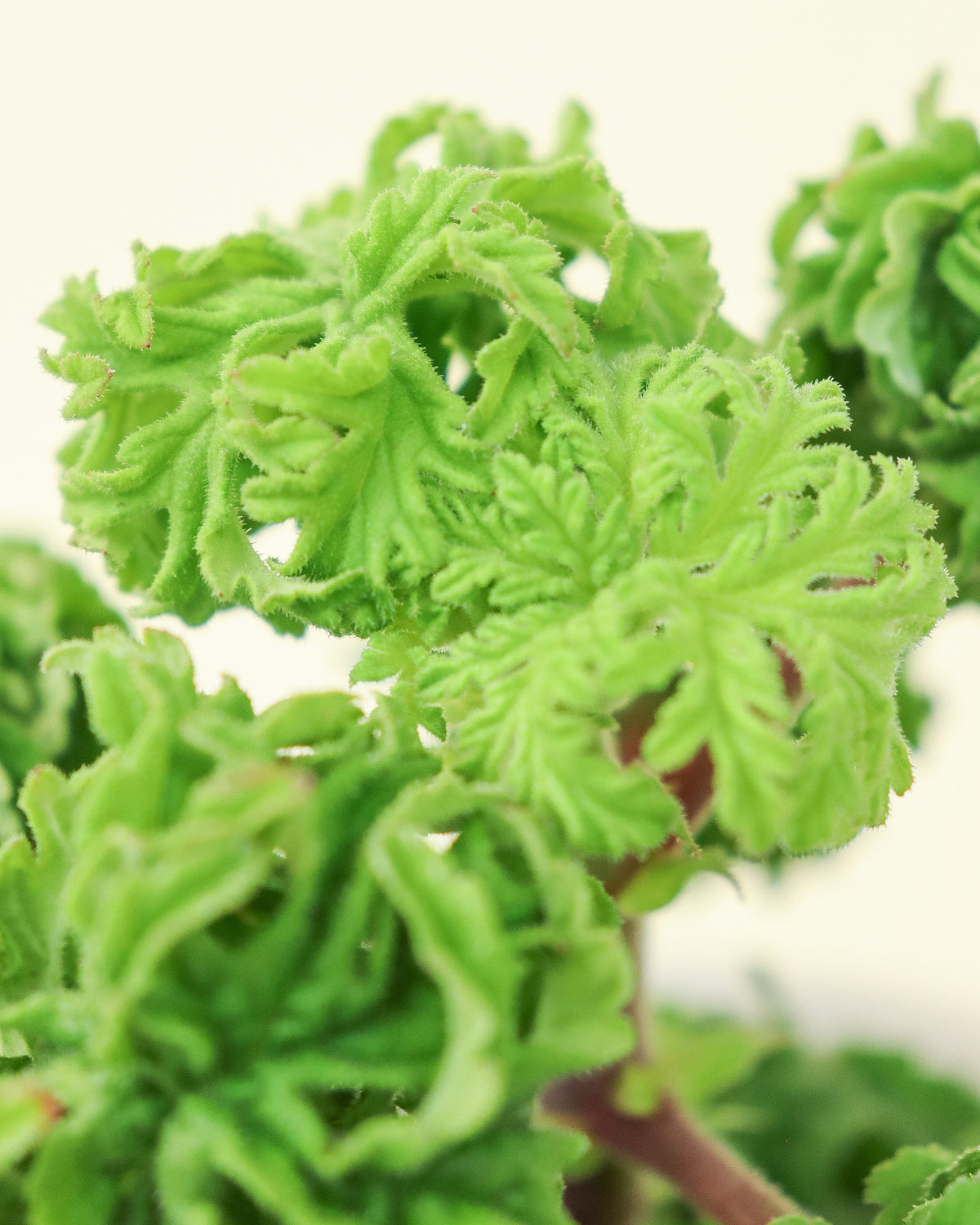 Pelargonium Graveloens