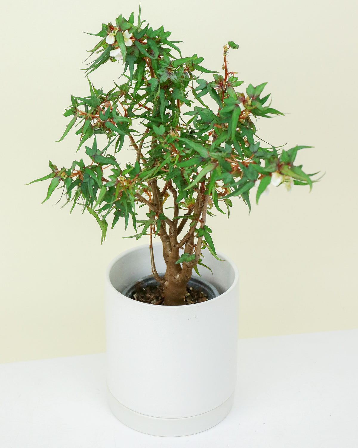 Begonia Partita
