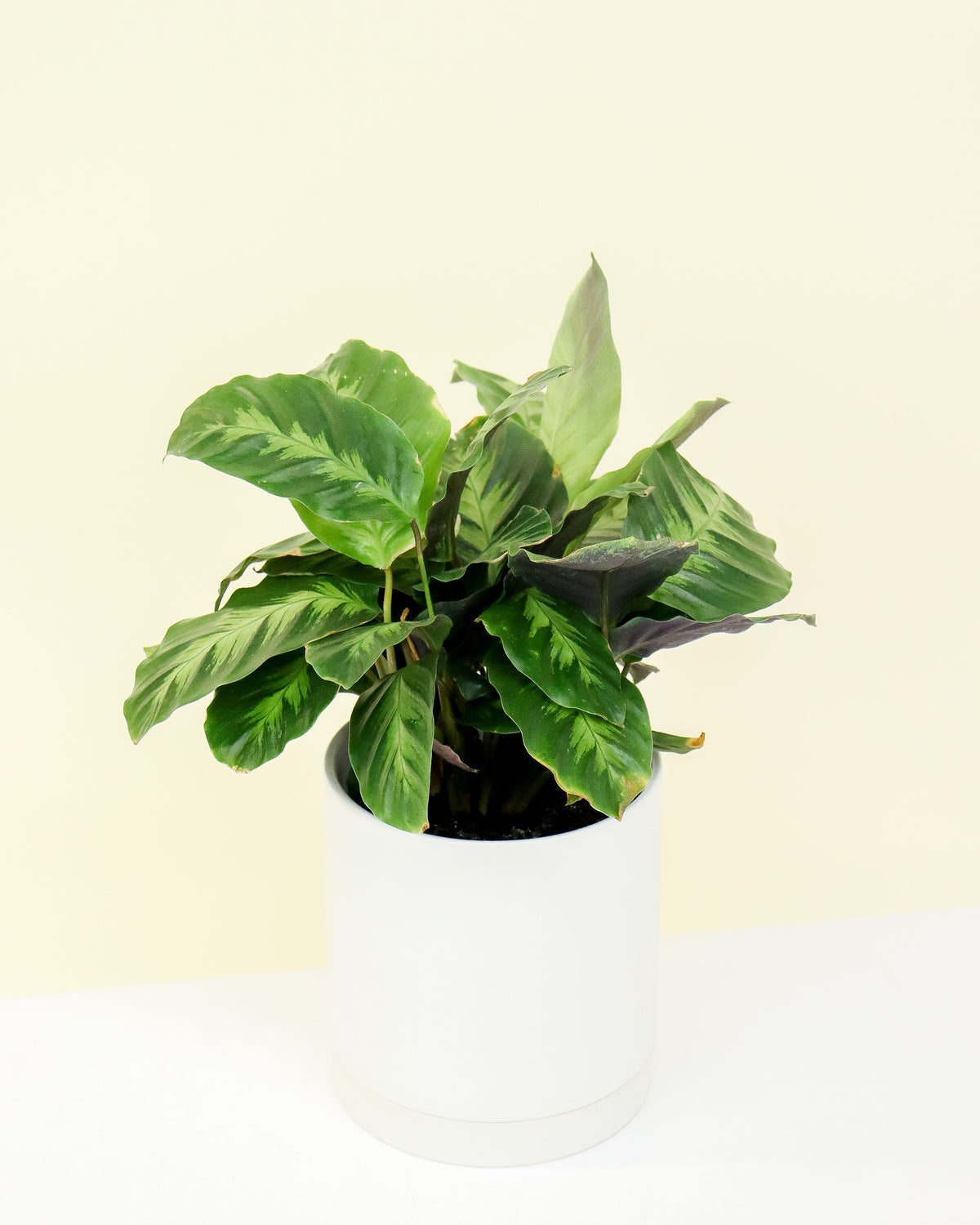 Calathea « Misto »