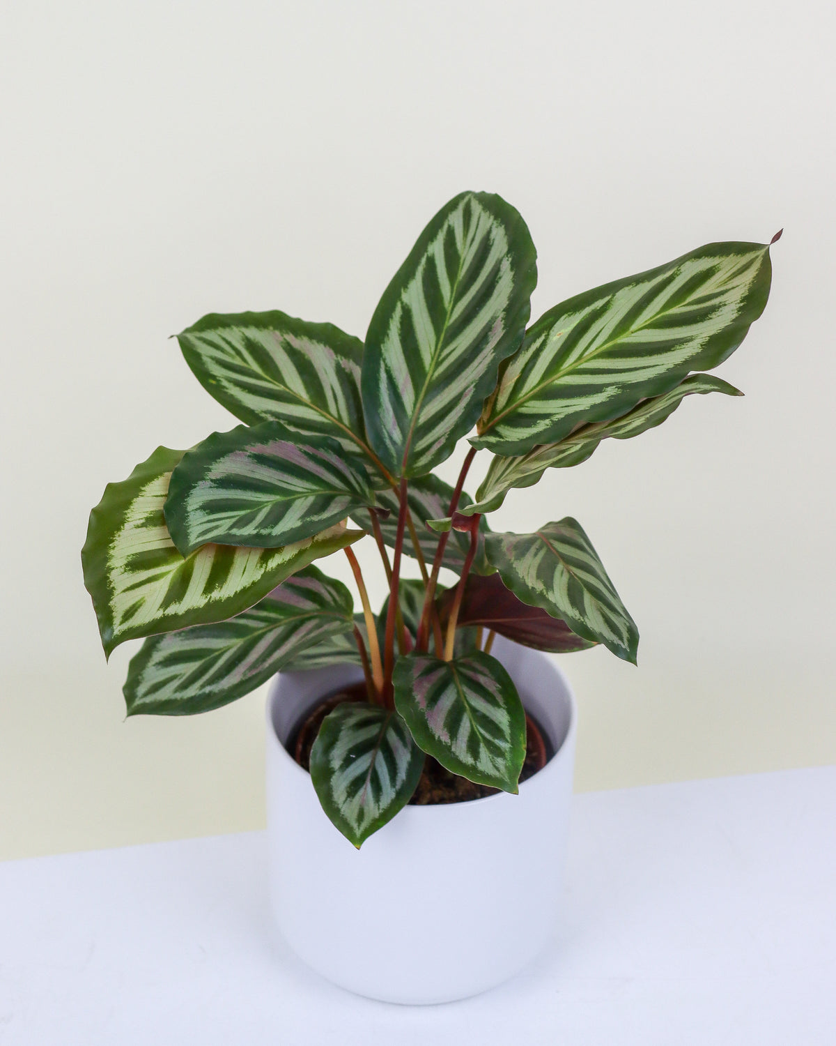 Calathea roseopicta « Cora »
