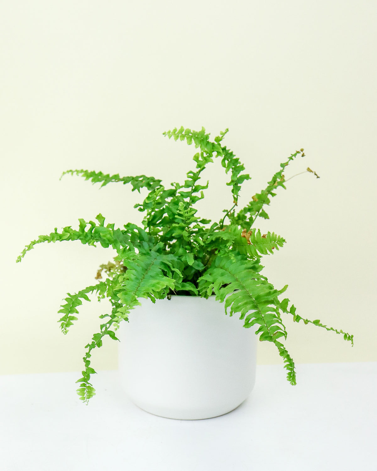 Fougère « Blue Bells »