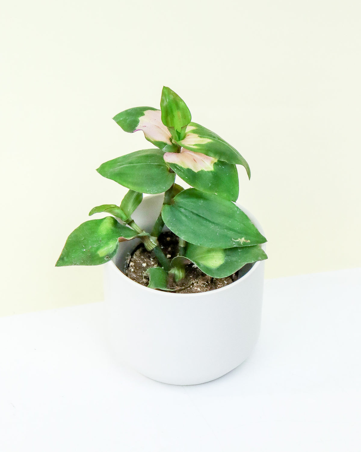 Tradescantia Blushing Bride