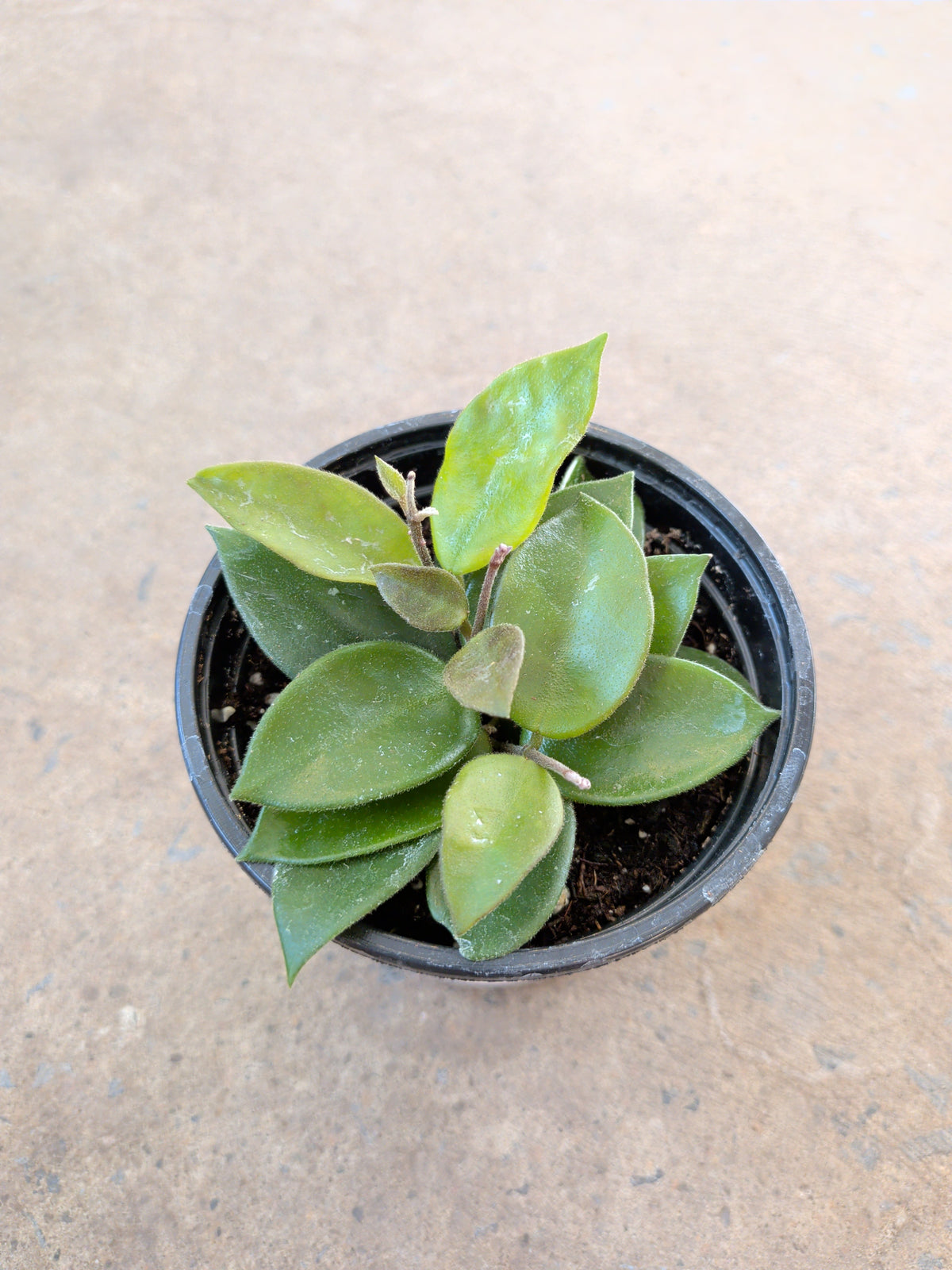 Hoya Chouke