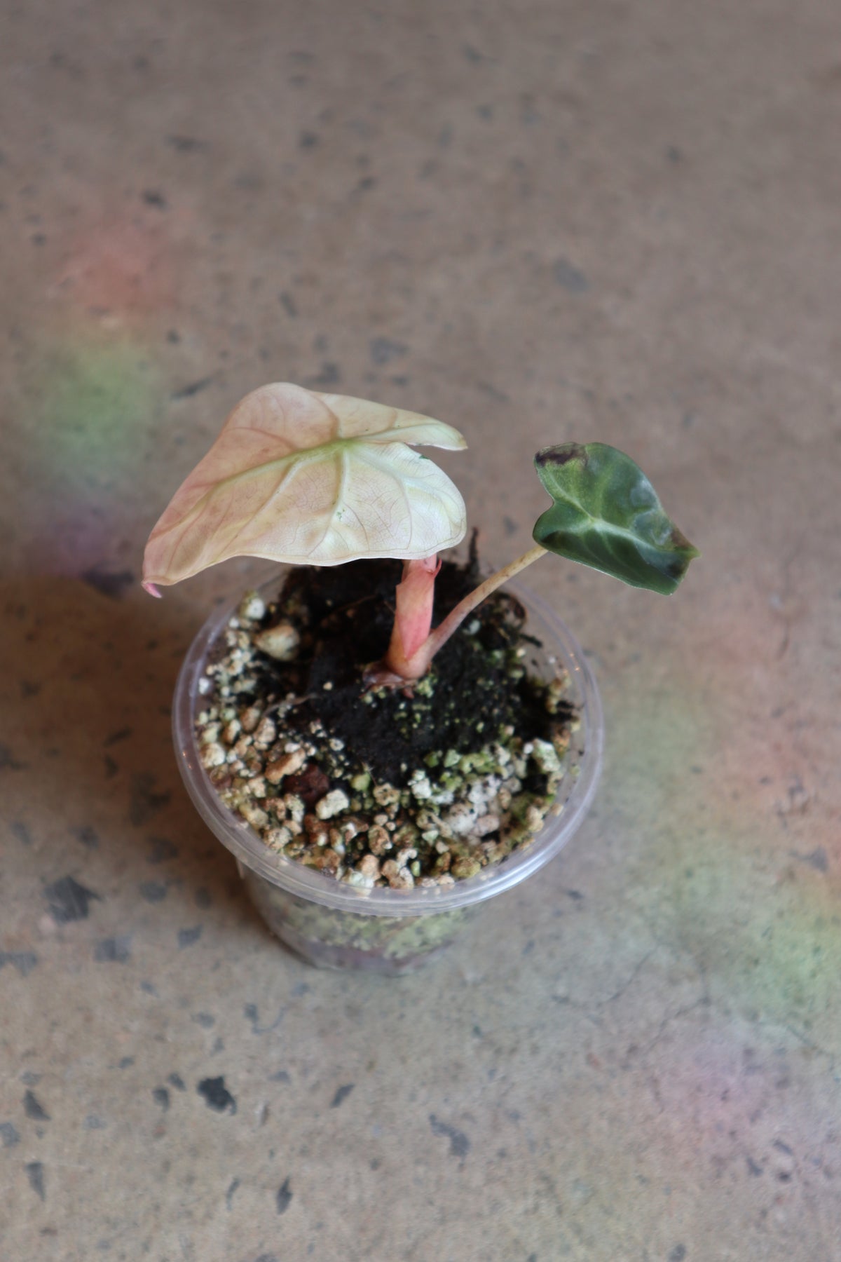 Alocasia Ballon Heart Pink Variegata