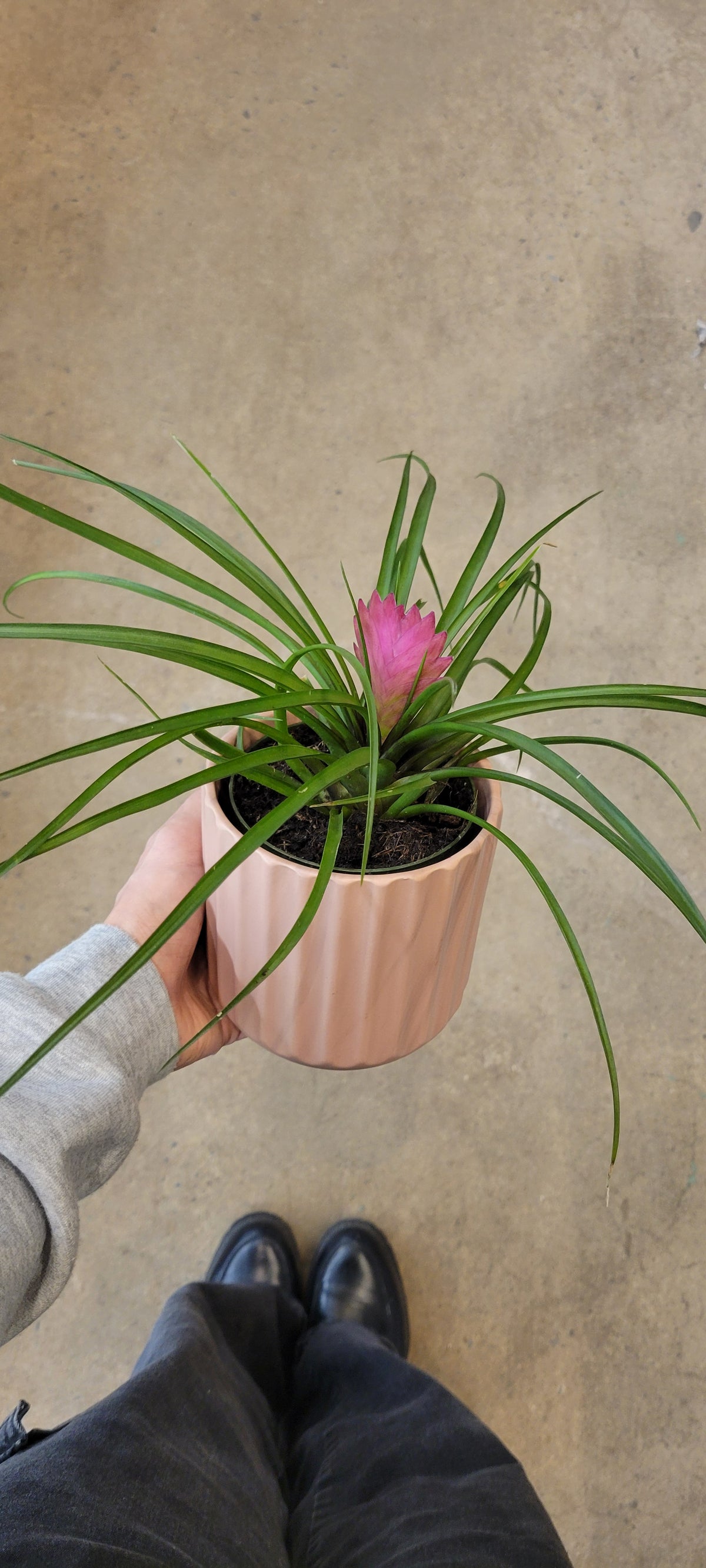Tillandsia cyanea