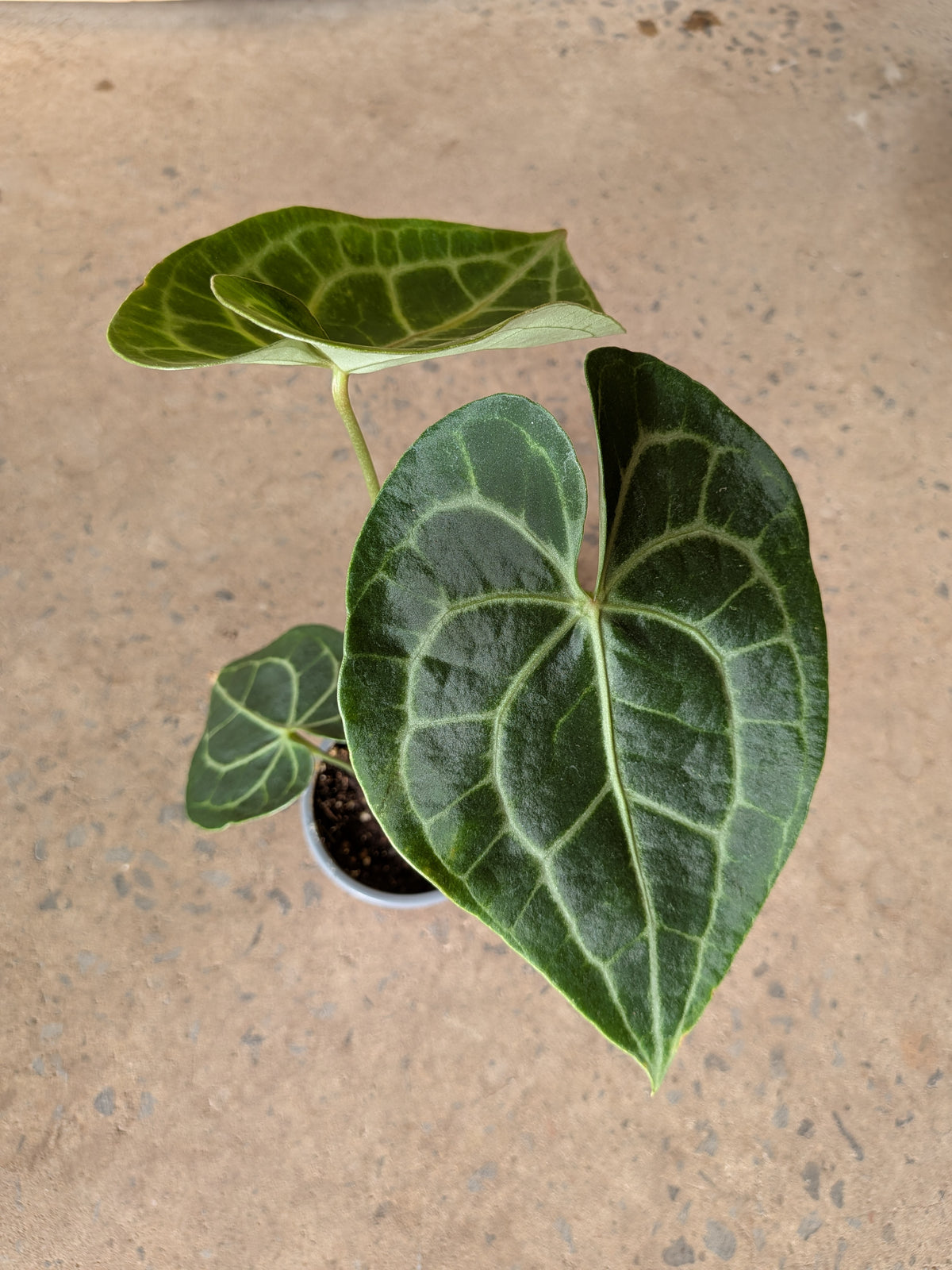 Anthurium clarinervium