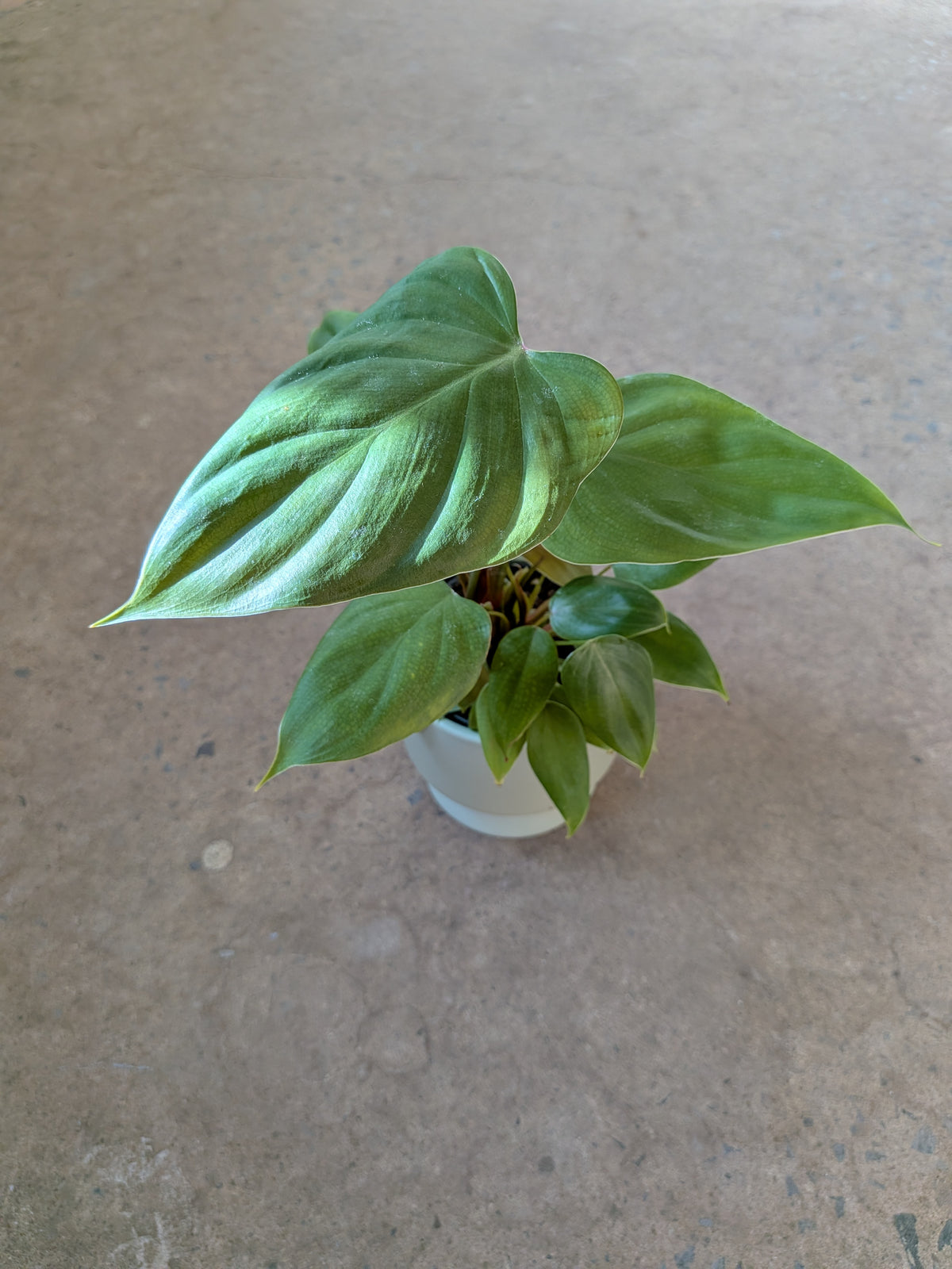 Philodendron Lynamii