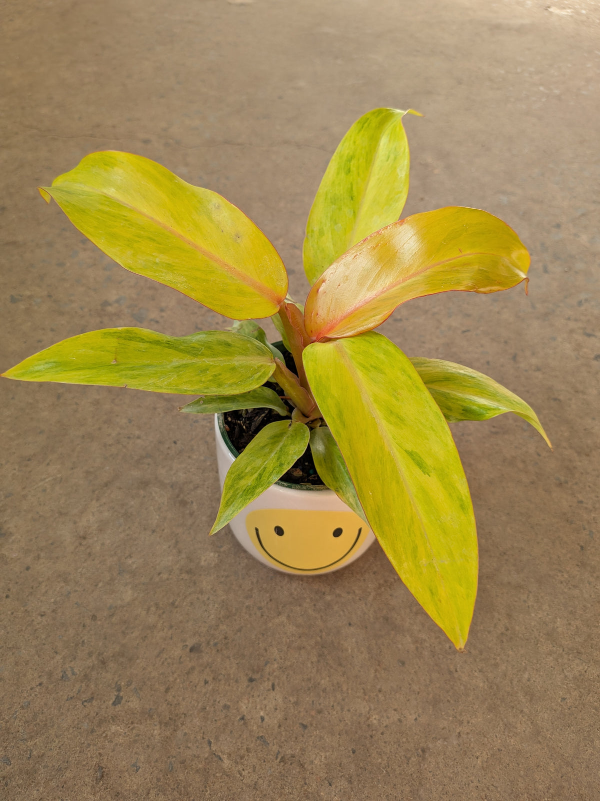 Philodendron « Quad Color »