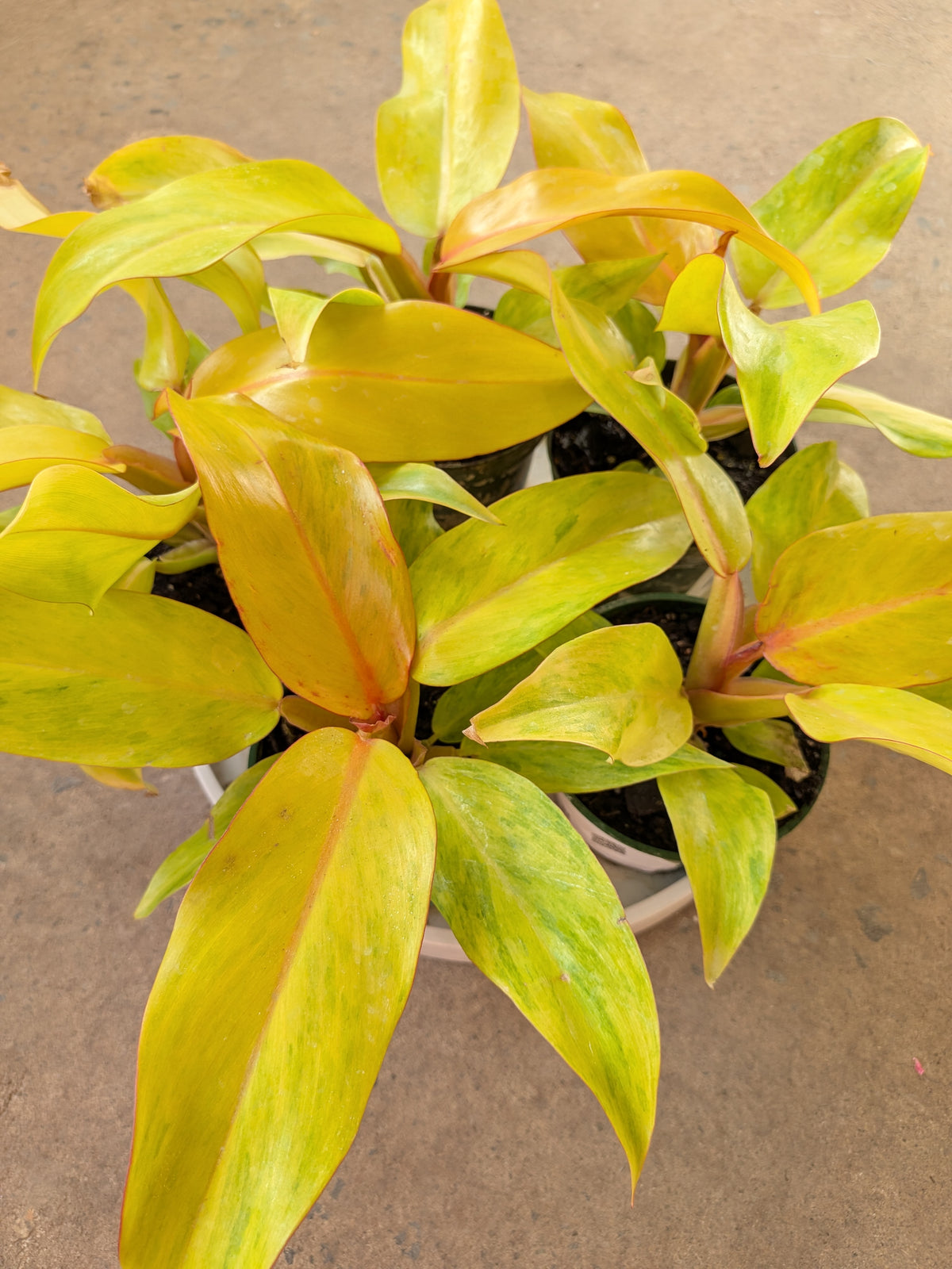 Philodendron « Quad Color »