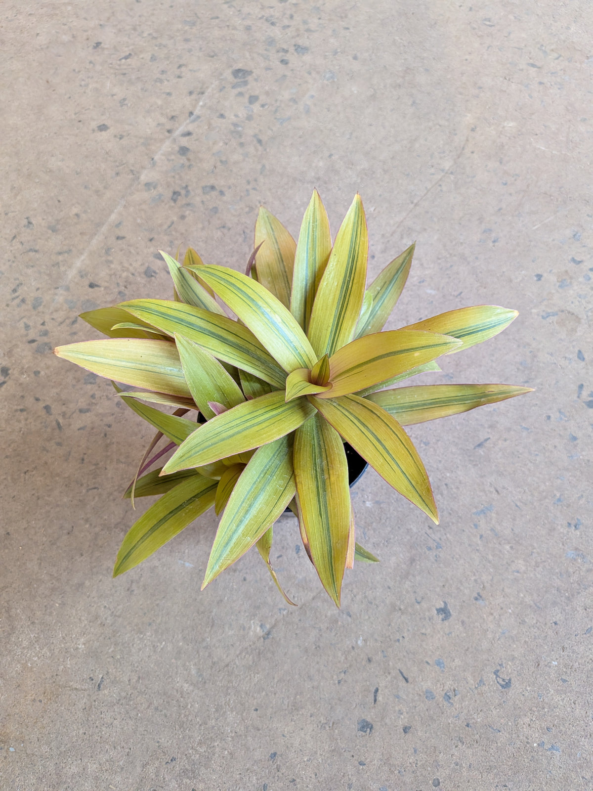 Tradescantia Amber Wave
