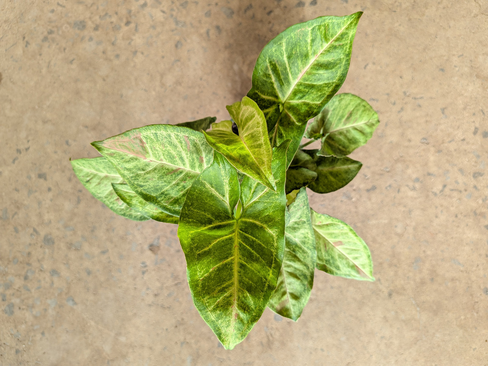 Syngonium Confetti
